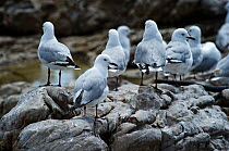 A group of Slender-billed Gulls (Chroicocephalus genei) on rocks near Cape of Good Hope, South Africa, November