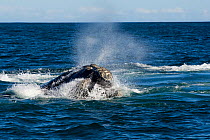 Southern Right Whale (Eubalaena australis) reaching the surface and exhaling, Hermanus, South Africa, July