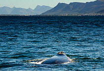Southern Right Whale (Eubalaena australis) inhaling before a dive, Hermanus, South Africa, July