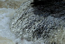 Close up image of water flowing over a boulder, River (Afon) Lledr, Bettws Y Coed, Wales, October