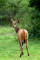 Bushbuck (Tragelaphus Scriptus) standing in  opening in the bush, Murchison Falls National Park, Uganda
