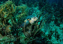 Hawksbill Turtle (Eretmochelys imbricata) on coral reef, Mexico, February