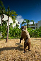 White-nosed Coati (Nasua narica) standing on hind legs on hotel lawn, Mexico, February