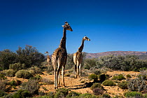 A small group of Giraffe (Giraffa camelopardalis) in scrub, South Africa
