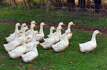 Aylesbury Ducks (Anas platyrhynchos) freerange on Norfolk smallholding.