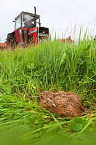 Young Brown Hare (Lepus europaeus) hiding in grassland with tractor approaching. UK, September.