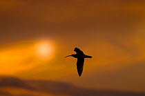 Curlew (Numenius arquata) silhouetted in flight. Salthouse, Norfolk, September.