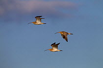 Curlews (Numenius arquata) in flight. Salthouse, Norfolk, September.