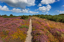 Path leading through gorse and heather heathland, Kelling Heath, Norfolk, August 2012.
