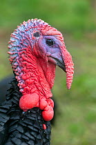 Norfolk Black Turkey (Meleagris gallopavo) portrait. UK, September.