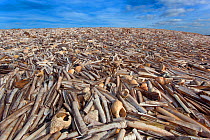 Mass of Razor Shells (Ensis siliqua) washed up on beach. Thornham Creek, Titchwell, Norfolk, October 2012.