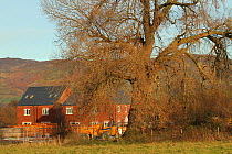 Black poplar tree (Populus nigra) by a housing development on a flood plain, Glasdir, Ruthin, Vale of Clwyd, Denbighshire, Wales. November 2012.