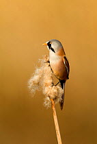 Bearded Tit / Reedling (Panurus biarmicus) perched on reed mace. Holland, April.