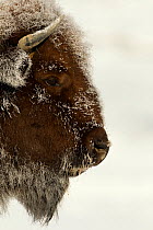 Bison (Bison bison) head portrait  in heavy frost. Yellowstone National Park, United States America, February.