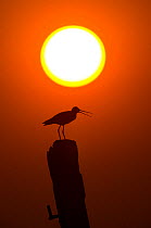 Black Tailed Godwit (Limosa limosa) calling at dusk silhoutted by the sun. Holland, April.