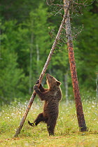 Brown Bear (Ursus arctos), cub climbing a tree, Finland, July.