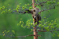 Brown Bear (Ursus arctos) cub climbing up a tree. Finland, July.