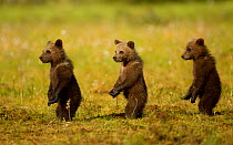 Brown Bear (Ursus arctos) cubs, three standing in a line on their hind legs. Finland, July.