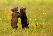 Brown Bear (Ursus arctos) cubs play fighting. Finland, July.
