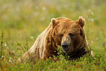 Brown Bear (Ursus arctos) male resting on meadow. Finland, July.