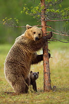 Brown Bear (Ursus arctos) female scratching against  tree with young cub watching. Finland, July.