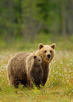 Brown Bear (Ursus arctos) female with young cub on meadow. Finland, July.