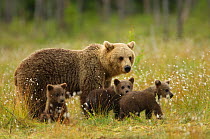 Brown Bear (Ursus arctos) female with three young cubs on meadow. Suomussalmi, Kainuu Region, Finland, July.