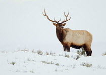 Elk stag (Cervus canadensis), adult in snow. Yellowstone, United States America, February.