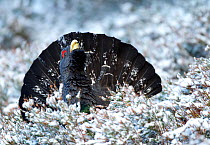 Adult male Capercaille (Tetrao urogallus), displaying in the snow, Scotland, December 2010