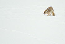 Coyote (Canis latrans) on snow baring teeth in aggression display. Yellowstone, United States of America, February.