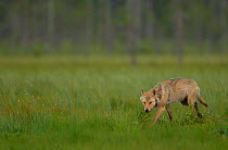 European Wolf (Canis lupus), alpha female walking in grassland. Finland, July.