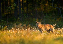 European Wolf (Canis lupus) alpha female on grassland. Finland, July.