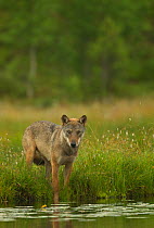 European Wolf (Canis lupus) alpha male by water, Finland, July.