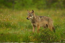 European Wolf (Canis lupus) alpha male in meadow. Finland, July.
