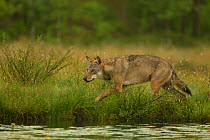 European Wolf (Canis lupus) alpha male walking beside water. Finland, July.