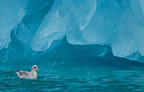 Fulmar (Fulmarus glacialis) on sea at base of iceberg. Svalbard, June.