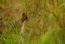 Jungle Cat (Felis chaus) camouflaged in grass. Bandhavgarh, India, November.