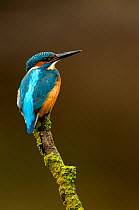 Kingfisher (Alcedo atthis) perched. Worcestershire, UK, October.