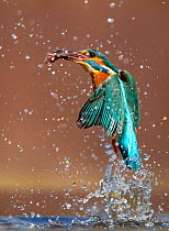 Kingfisher (Alcedo atthis) flying up from water with caught fish, Worcestershire, UK, March.