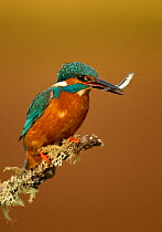 Kingfisher (Alcedo atthis) perched with caught fish. Worcestershire, UK, March.