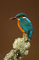 Kingfisher (Alcedo atthis) perched with mud on beak. Worcestershire, UK, March.
