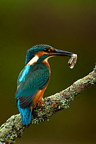 Kingfisher (Alcedo atthis) perched with caught fish. Worcestershire, UK, September.