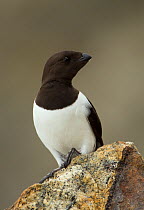 Little Auk (Alle alle) perched on a rock. Svalbard, June.
