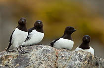 Little Auk (Alle alle) group gathered on a rock. Svalbard, June.