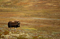 Musk Ox (Ovibos moschatus) in open mountain grassland. Dovrefjell National Park, Norway, September.