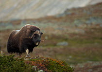 Musk Ox (Ovibos moschatus) in mountainous habitat. Dovrefjell National Park, Norway, September.