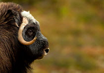 Musk Ox (Ovibos moschatus) head in profile. Dovrefjell National Park, Norway, September.