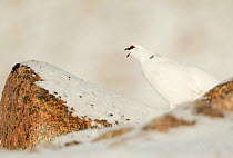 Ptarmigan (Lagopus mutus) an adult male calling, in winter white plumage. Cairngorm Mountains, Scotland, January.