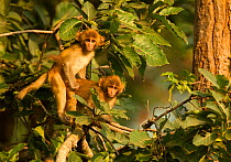 Rhesus Macaques (Macaca mulatta) mating in canopy. Bandhavgarh, India, November.