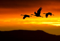 Sandhill Cranes (Grus canadensis) in flight silhouetted against dawn light. Bosque del Apache, New Mexico, USA, November.
